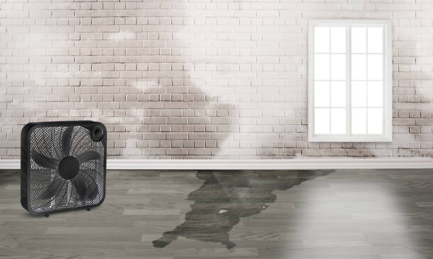 Best Sewage cleanup and water damage restoration  in Mill Creek East, WA